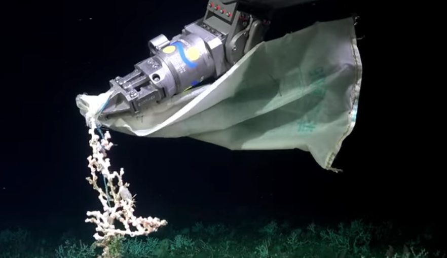 Una bolsa de plástico a 1.200 metros de profundidad: alerta ambiental en plena expedición científica frente a Mar del Plata