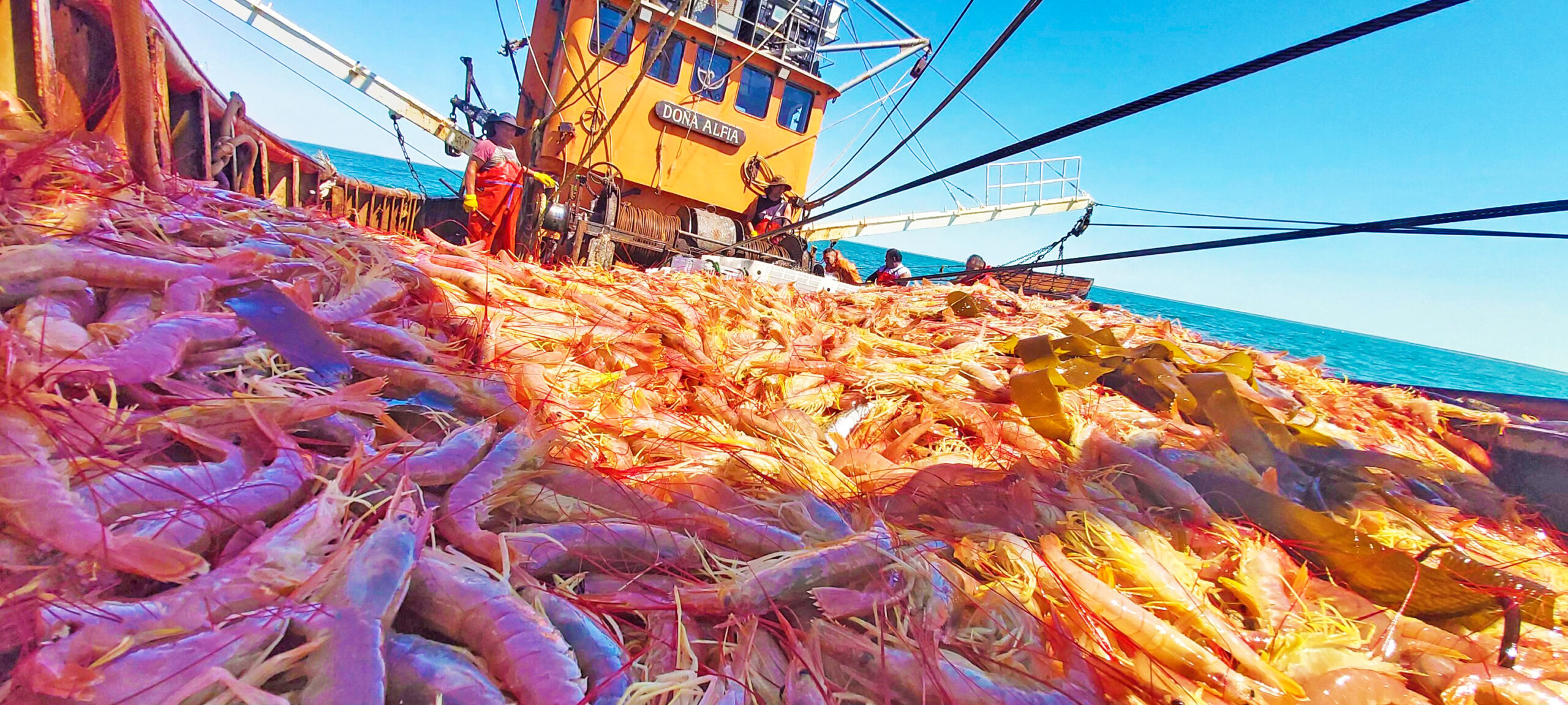 Pesca 2025: el repunte del calamar compensa el desplome del langostino y estabiliza los desembarques