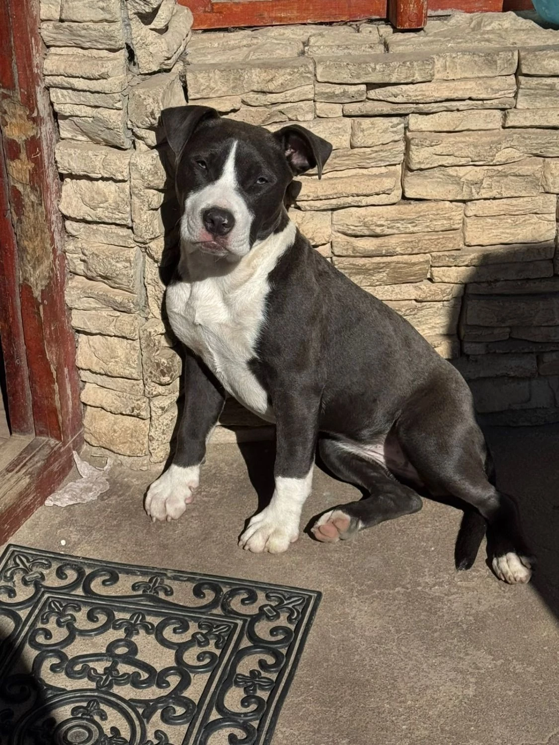 Roban a Gorda, una cachorra pitbull de cuatro meses