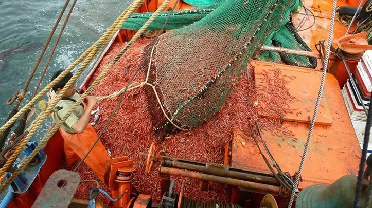 Abundancia récord de langostino impulsa la actividad pesquera en el sur del Mar Argentino